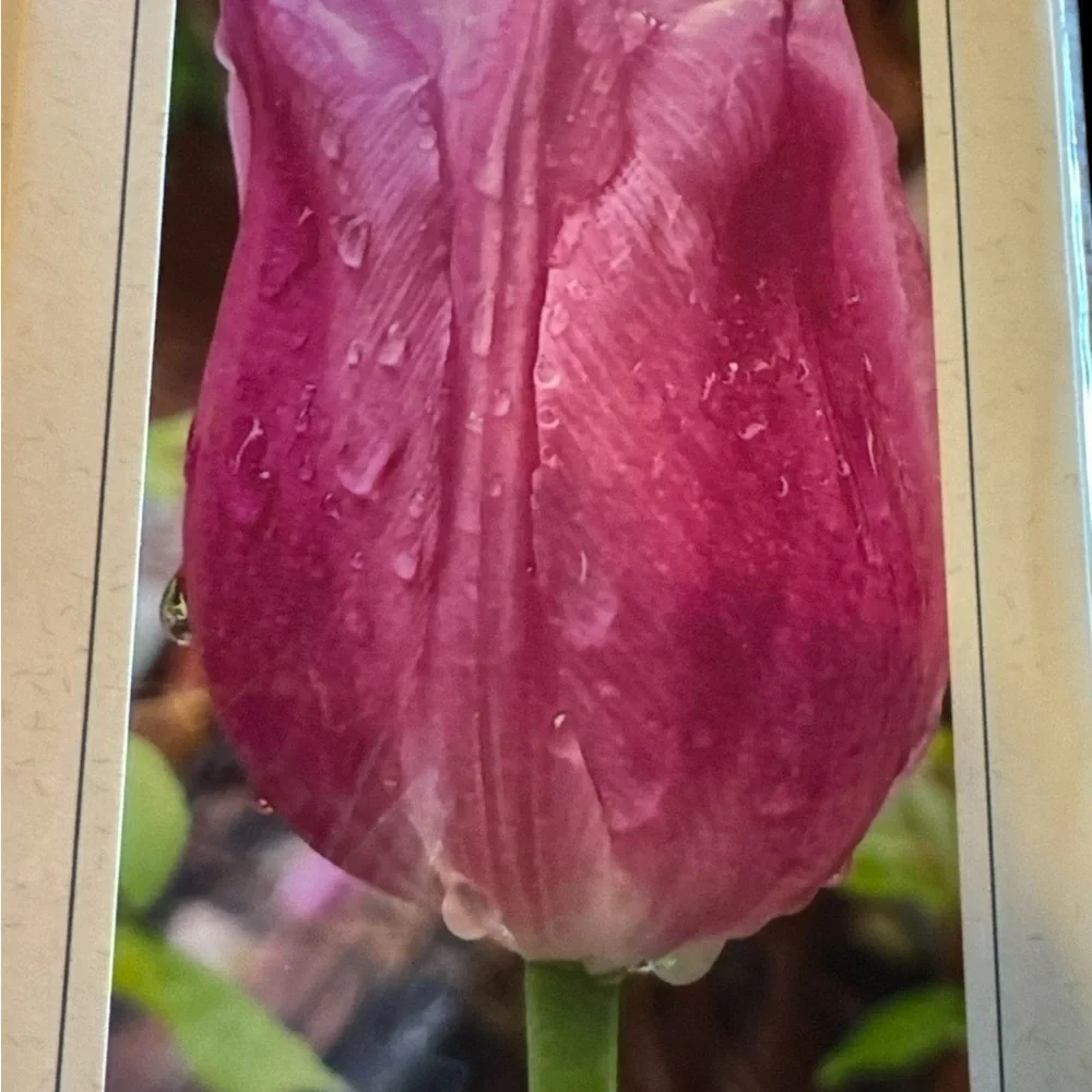 Colorful Floral Greeting Cards Set- Tulips /Original Photography Set of 5